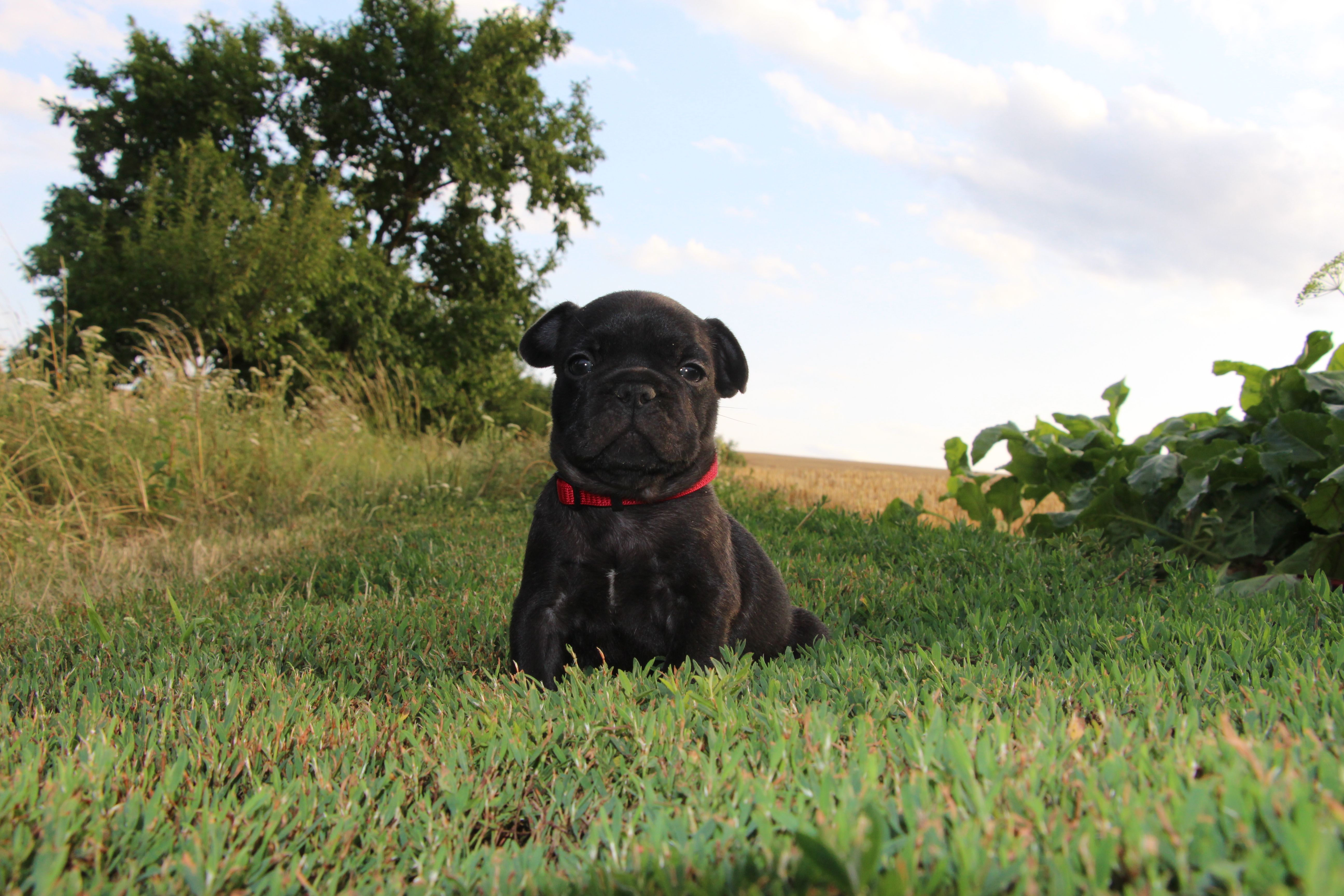 <svg class='red'></svg> <b>Mini Minnie</b> <svg class='red'></svg>